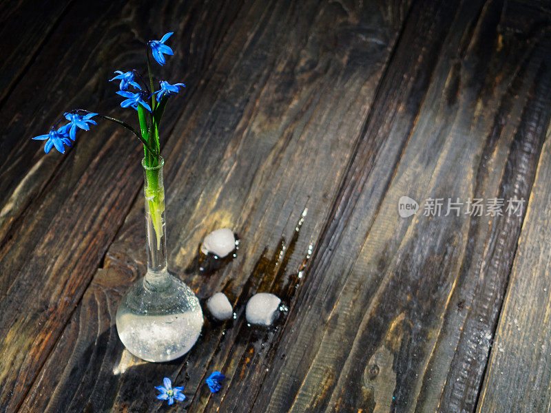 黑色的仍然有蓝色的花(scilla siberica)